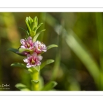 Glaux maritime (Lysimachia maritima, Glaux maritima)