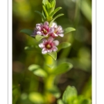 Glaux maritime (Lysimachia maritima, Glaux maritima)