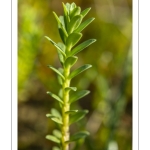 Glaux maritime (Lysimachia maritima, Glaux maritima)