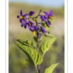 Douce-amère ou Morelle douce-amère (Solanum dulcamara)