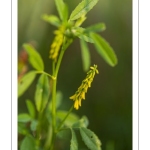 Le Mélilot officinal ou Mélilot jaune (Melilotus officinalis),