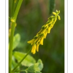 Le Mélilot officinal ou Mélilot jaune (Melilotus officinalis),