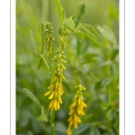 Le Mélilot officinal ou Mélilot jaune (Melilotus officinalis),