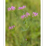 Petite-centaurée commune ou Petite-centaurée rouge, Érythrée (Centaurium erythraea