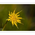 Salsifis des prés (Tragopogon pratensis)