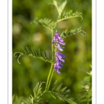 Vesce de Cracovie – Jarosse (Vicia cracca)