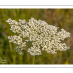 Carotte sauvage, Carotte commune, Daucus carotte (Daucus carota)