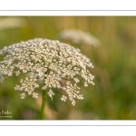 Carotte sauvage, Carotte commune, Daucus carotte (Daucus carota)