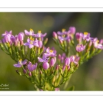 Petite-centaurée commune ou Petite-centaurée rouge, Érythrée (Centaurium erythraea