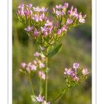 Petite-centaurée commune ou Petite-centaurée rouge, Érythrée (Centaurium erythraea