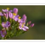 Petite-centaurée commune ou Petite-centaurée rouge, Érythrée (Centaurium erythraea