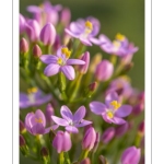 Petite-centaurée commune ou Petite-centaurée rouge, Érythrée (Centaurium erythraea