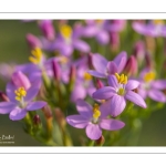 Petite-centaurée commune ou Petite-centaurée rouge, Érythrée (Centaurium erythraea