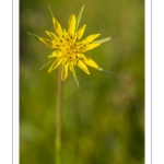 Salsifis des prés (Tragopogon pratensis)