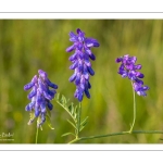 Vesce de Cracovie – Jarosse (Vicia cracca)