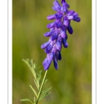 Vesce de Cracovie – Jarosse (Vicia cracca)