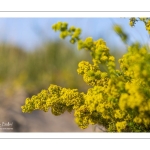 Gaillet jaune (Galium verum)