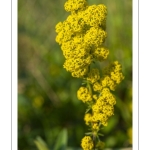 Gaillet jaune (Galium verum)