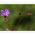 Géranium Herbe à Robert (Geranium robertianum)