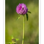 Trèfle des prés (Trifolium pratense)