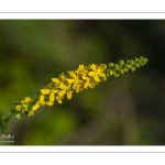 Aigremoine eupatoire (Agrimonia eupatoria)