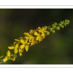 Aigremoine eupatoire (Agrimonia eupatoria)