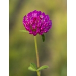 Trèfle des prés (Trifolium pratense)