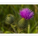 Cirse commun (Cirse à feuilles lancéolées, Cirsium vulgare)