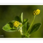 Luzerne lupuline (Medicago lupulina)