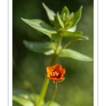 Mouron rouge ou mouron des champs (Lysimachia arvensis)