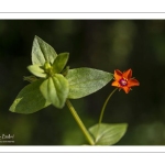 Mouron rouge ou mouron des champs (Lysimachia arvensis)