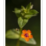 Mouron rouge ou mouron des champs (Lysimachia arvensis)