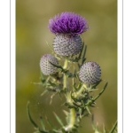 Cirse laineux (Cirsium eriophorum)