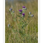 Cirse laineux (Cirsium eriophorum)