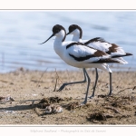 Avocette_24_05_2017_002-border