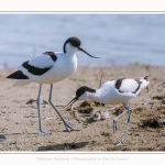 Avocette_24_05_2017_004-border