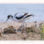 Avocette_24_05_2017_006-border