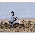 Avocette_24_05_2017_013-border