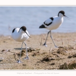 Avocette_24_05_2017_017-border