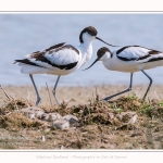 Avocette_24_05_2017_018-border