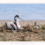 Avocette_24_05_2017_021-border