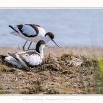 Avocette_24_05_2017_025-border