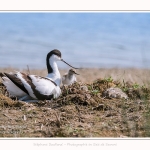 Avocette_24_05_2017_031-border