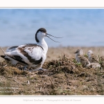 Avocette_24_05_2017_041-border