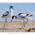 Avocette_24_05_2017_044-border