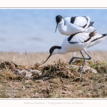 Avocette_24_05_2017_048-border