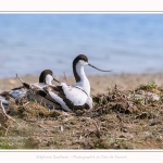 Avocette_24_05_2017_055-border