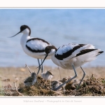 Avocette_24_05_2017_056-border