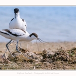 Avocette_24_05_2017_057-border