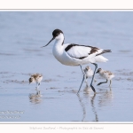 Avocette_24_05_2017_067-border